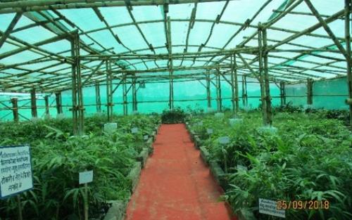 Hi-tech Bamboo Nursery at KVK, Piprakothi, Bihar