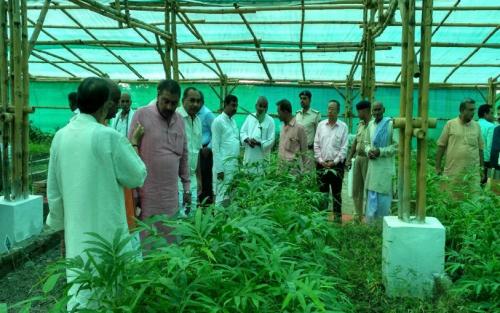 Hi-tech Bamboo Nursery at KVK, Piprakothi, Bihar