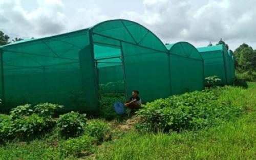 Hi-tech Nursery at Muirei, Manipur