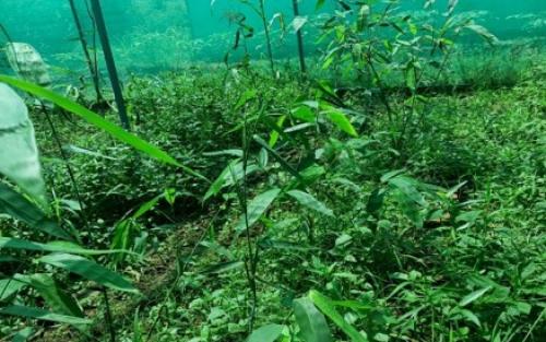 Hi-tech Nursery at Muirei, Manipur
