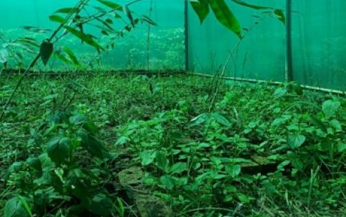 Hi-tech Nursery at Muirei, Manipur